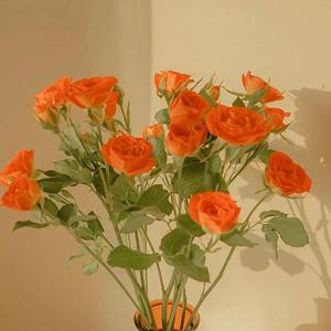 东北老太婆交换乱配
